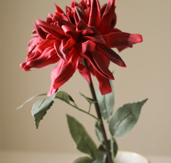 Hovedbilde Dark Red Cactus Dahlia Flower/ Botanè